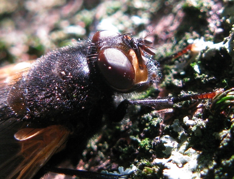 Calliphora o..